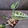 Alocasia Bambino Aurea Variegated - Baby Plant Image 4