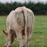 Charolais Buls Image 4