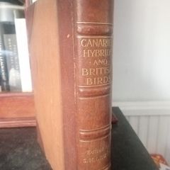 Antique - Canaries, Hybrids & British Birds