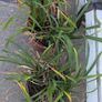 Daylillies in pots Image 4