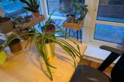 Spider Plant incl. Pot