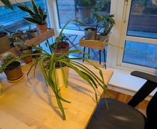 Spider Plant incl. Pot