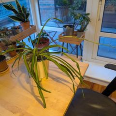 Spider Plant incl. Pot