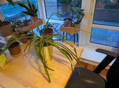 Spider Plant incl. Pot