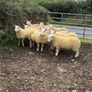 North country Cheviot hoggets Image 4