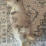 Mini Lop Image 5
