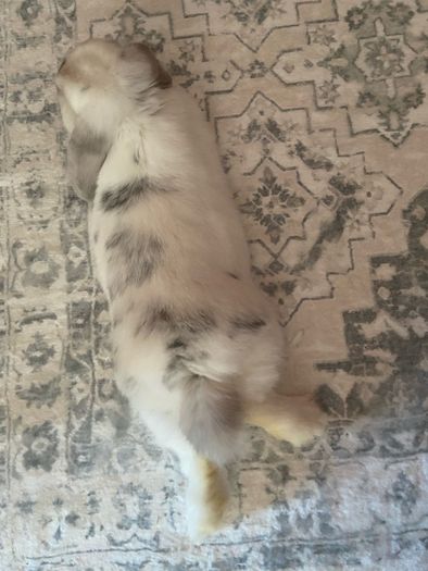Mini Lop