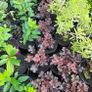clearence of 50 plants/shrubs Image 4