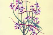 "Desert Devotions" - Limited Edition Mounted Print by Patrick O'Hara | Praying Mantid &amp; Desert Wildflowers | 40 x 30 cm