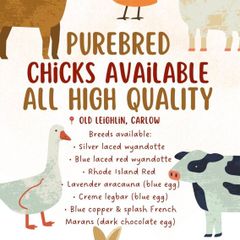 Purebred day old chicks