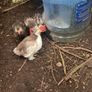 pekin bantam Image 2