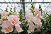 (S) Dwarf Snapdragon Twinny H Appleblossom (10s) (415502)