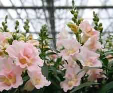 (S) Dwarf Snapdragon Twinny H Appleblossom (10s) (415502)