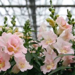 (S) Dwarf Snapdragon Twinny H Appleblossom (10s) (415502)