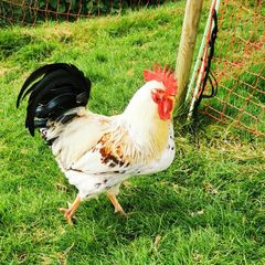 roosters