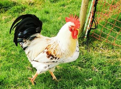 roosters