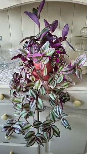 Trailing House Plants.