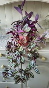 House plants