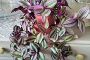 House plants