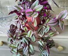 House plants