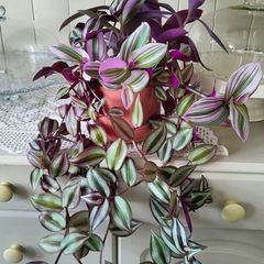House plants