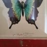 Beautiful Vintage Style Butterfly Framed Print picture Image 2