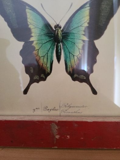 Beautiful Vintage Style Butterfly Framed Print picture