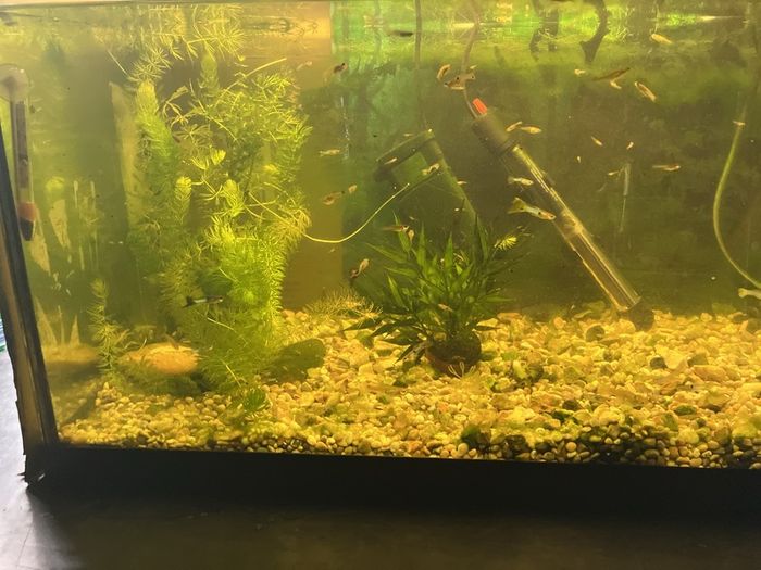 Fish tank with guppies