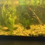 Fish tank with guppies Image 5
