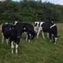 Friesian Bullocks For Sale Image 3