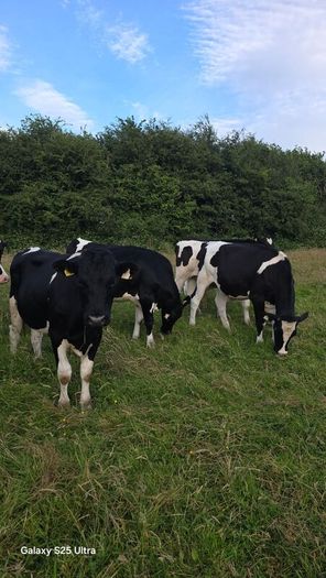 Friesian Bullocks For Sale