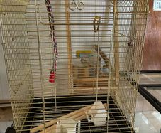 Bird Cage