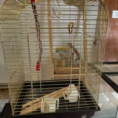 Bird Cage