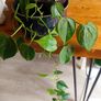 plant Image 5
