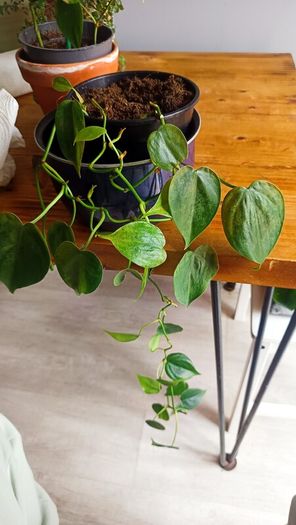 plant