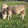 Incalf Charlie Heifers Image 4