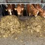 First cut pit silage Image 2