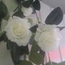 Selection 5 - 2 x White Rose Garlands Garland  Fake Artificial Flowers   with 17 flowers on each , approx 2.5m long each Wedding Arch Image 2