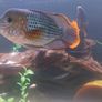 green terror blue dolfin cichlids to lovely fish Image 3
