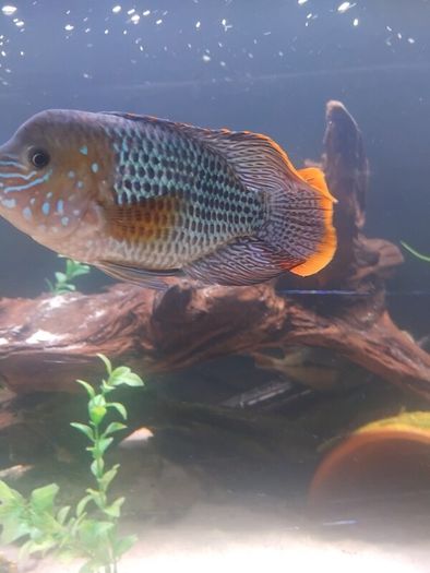 green terror blue dolfin cichlids to lovely fish