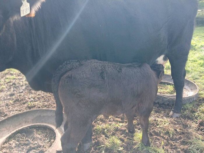 3 AA first calvers