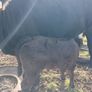 3 AA first calvers Image 8