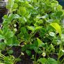 strawberry plants Image 3