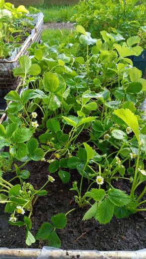 strawberry plants