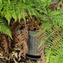 Fern tree plant Image 2