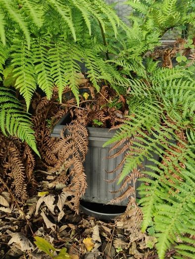 Fern tree plant