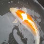 koi fish Image 5
