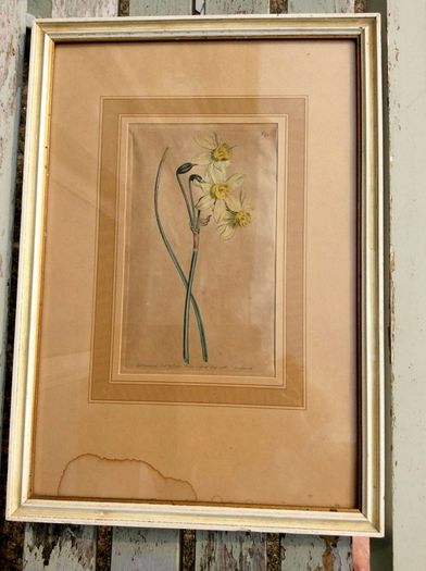 Daffodil Print Limited Edition by Sydney Edward