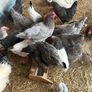 laying hens Image 2