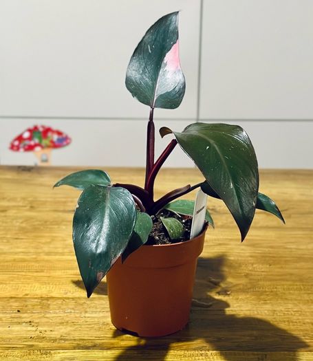 Philodendron Pink Princess in 12cm pot and 25cm in height